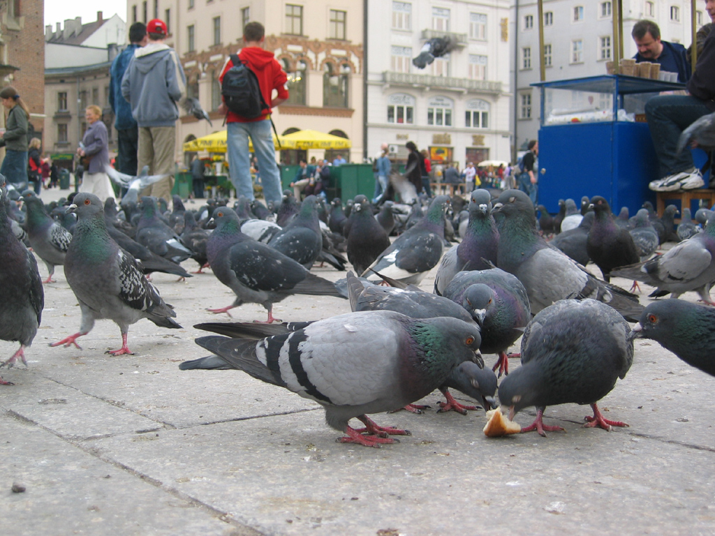 Krakow
